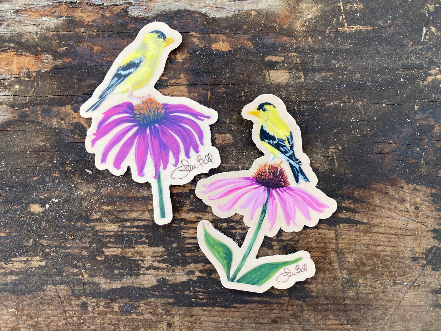 New Jersey's Songbird - The Yellow Finch with a Purple Coneflower